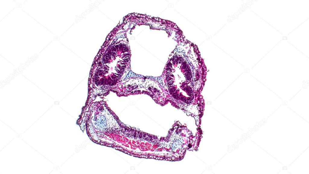 Frog development. Cross-sections through the head of the tadpole (Pelophylax ridibundus). Nasal cavity and oral cavity. Hematoxylin and eosin stain (HE).