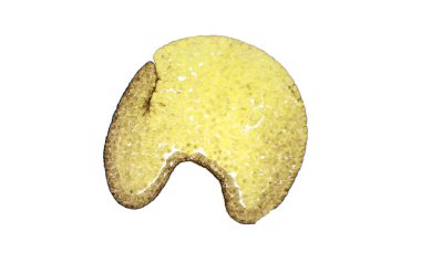 Kurbağada Gastrulation. Kurbağa embriyosu (Rana), gastrula aşaması, hafif mikrograf. Van Gieson 'ın lekesi. Büyütme: x40. 