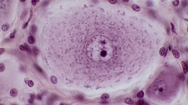 Psödounipolar nöronlar. Sırt kök ganglionunun yuvarlak somasının psödounipolar nöronları. Hücreler, uydu hücreleri adı verilen glia hücreleriyle çevrilidir. Hematoksin ve eozin lekesi. Büyütme: x1000.