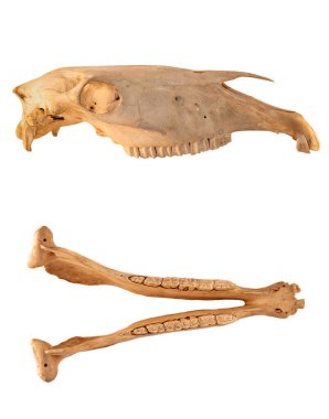 Beyaz arkaplanda izole edilmiş at kafatası anatomisi (farklı projeksiyonlar).