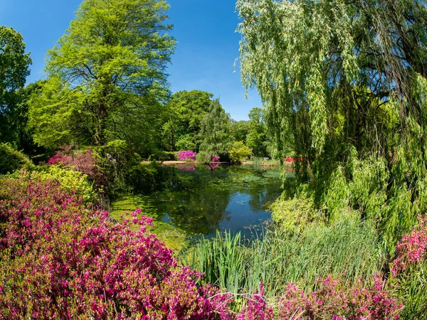 Beautiful Isabella Plantation Garden Richmond Park Summer Season London — Stock Photo, Image