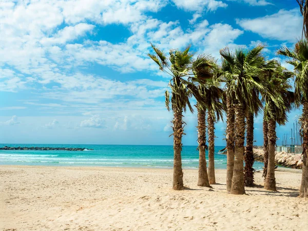 Srail Tel Aviv Yaz Tatilinde Plaj Tatil Beldesinde Güzel Palmiye — Stok fotoğraf