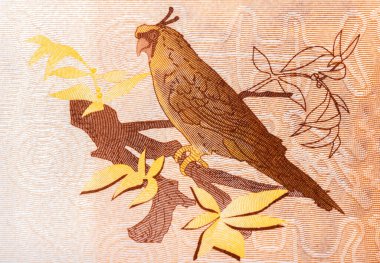 Boynuzlu papağan (Eunymphicus cornutus); Kagu (Rhynochetos jubatus); beyaz kırlangıçlar, Fransız Pasifik Bölgelerinden 1000 Frank 2014 Banknotları.