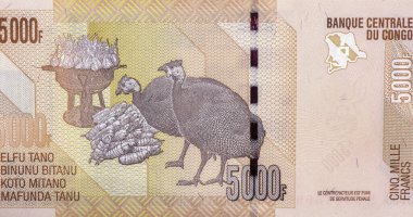Bir çift Miğferli Guineafowl (Numida meleagris). Kongo 'dan Portre 5000 Frank 2020 Banknotlar. 