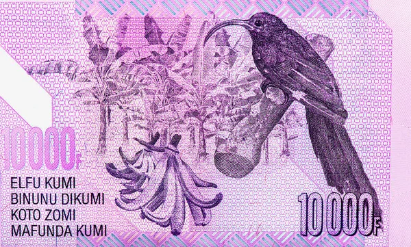 Vogel Porträt Aus Dem Kongo 10000 Francs 2013 Banknoten — Stockfoto