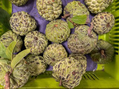 Taze ve olgun Muhallebi Elmaları Hindistan 'da Sita Fal olarak da bilinir.