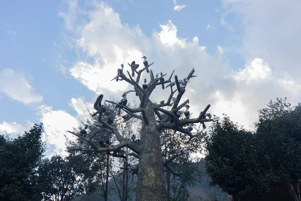 Große Indische Hornvögel Aus Holz Auf Einem Baum Austragungsort Des — Stockfoto