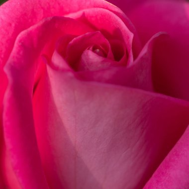 Yaprakları doku ve arkaplan gibi açan pembe bir gül çiçeğine yakın.