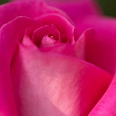 Yaprakları doku ve arkaplan gibi açan pembe bir gül çiçeğine yakın.