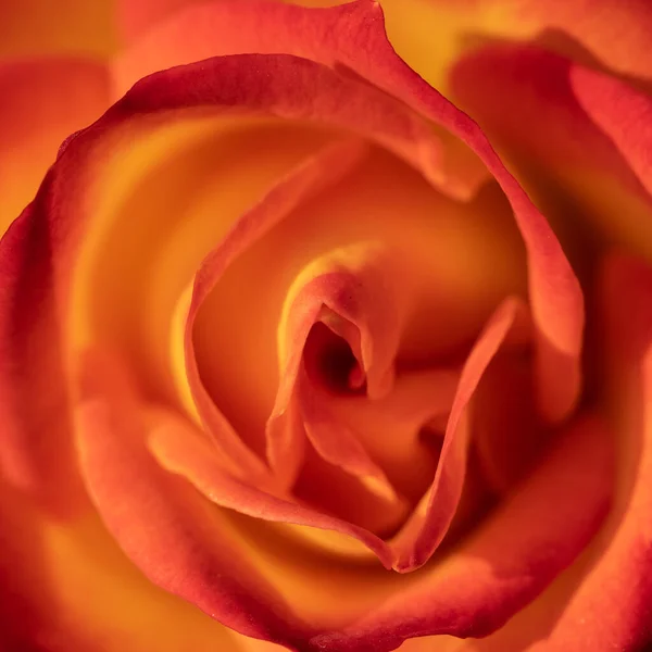 Κοντινό Πλάνο Ενός Πορτοκαλιού Τριαντάφυλλου Ανθισμένο Πέταλα Υφή Και Φόντο — Φωτογραφία Αρχείου