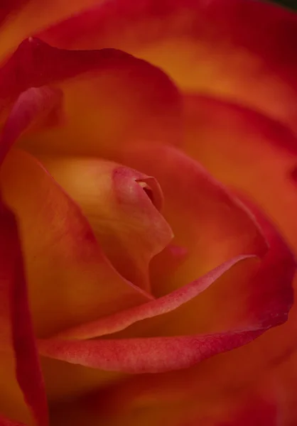 Close Uma Rosa Alaranjada Florescendo Com Pétalas Como Textura Fundo — Fotografia de Stock