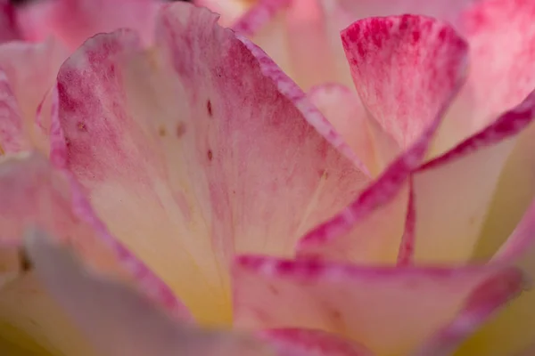 Κοντινό Πλάνο Ενός Ροζ Τριαντάφυλλου Πέταλα Που Ανθίζουν Υφή Και — Φωτογραφία Αρχείου
