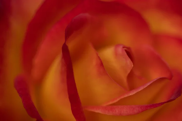 Közelről Egy Narancs Rózsa Virágzó Szirmok Mint Textúra Háttér — Stock Fotó