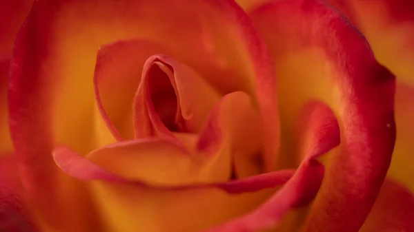 Närbild Orange Ros Blommar Med Kronblad Som Konsistens Och Bakgrund — Stockfoto