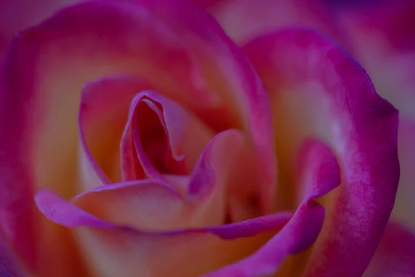 Κοντινό Πλάνο Ενός Ροζ Τριαντάφυλλου Πέταλα Που Ανθίζουν Υφή Και — Φωτογραφία Αρχείου