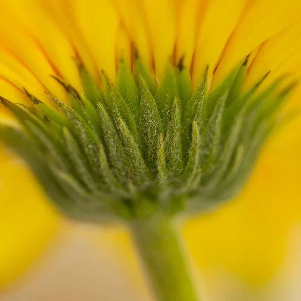 Abstrakcyjny Wizerunek Żółtego Gerbera Kwiat Kwitnący Rozmytym Tłem — Zdjęcie stockowe