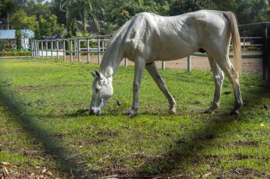 Bir çiftliğin açık otlaklarında otlayan güzel beyaz bir at.