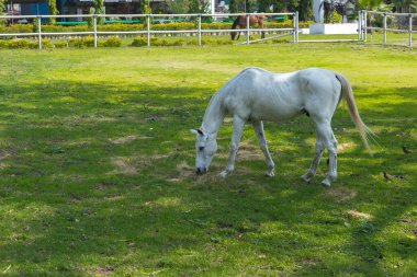 Bir çiftliğin açık otlaklarında otlayan güzel beyaz bir at.