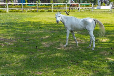 Bir çiftliğin açık otlaklarında otlayan güzel beyaz bir at.