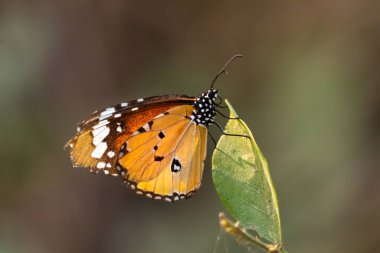 Closeup Macro image of a monarch butterfly with beautiful pattern on its wings 
