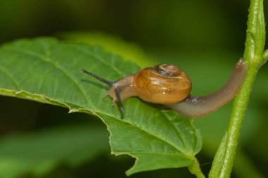 Yeşil bir yaprak üzerinde hareket eden bir salyangozun makro resmini kapat