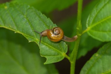 Yeşil bir yaprak üzerinde hareket eden bir salyangozun makro resmini kapat