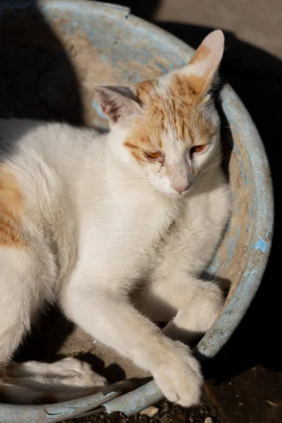 Portret Van Een Kat Met Alleen Wit Bruin Bont — Stockfoto