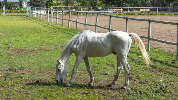Beautiful White Horse Grazing Open Pastures Ranch — Stock Photo, Image
