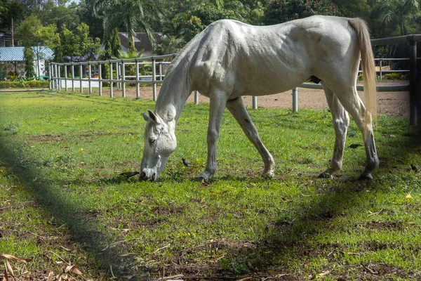 Bir çiftliğin açık otlaklarında otlayan güzel beyaz bir at.