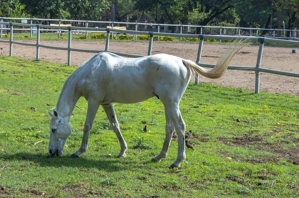 Beautiful White Horse Grazing Open Pastures Ranch — Stock Photo, Image