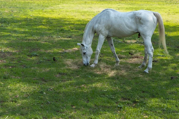 Beautiful White Horse Grazing Open Pastures Ranch — Stock Photo, Image