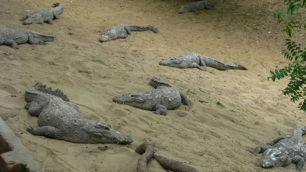 Imagen Enfoque Selectivo Cocodrilos Relajándose Arena Agua Dentro Recinto —  Fotos de Stock