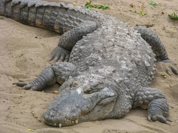 Foco Seletivo Close Retrato Crocodilo Descansando Areia Com Seu Dente — Fotografia de Stock