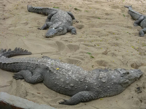 Selective Focus Image Many Crocodiles Relaxing Sand Water Enclosure — Stock Photo, Image