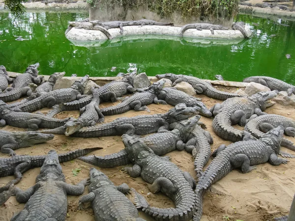 Imagen Enfoque Selectivo Muchos Cocodrilos Que Relajan Arena Agua Dentro —  Fotos de Stock