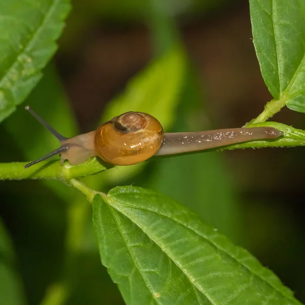 Yeşil bir yaprak üzerinde hareket eden bir salyangozun makro resmini kapat