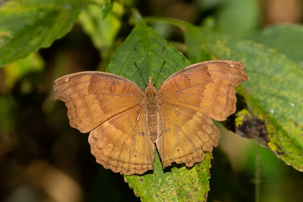Selektives Fokusbild Eines Schmetterlings Namens Junonia Iphita Oder Stiefmütterchen — Stockfoto