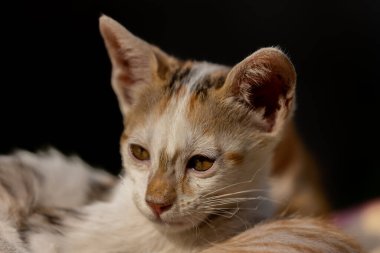 Tek başına oturan kahverengi tüylü bir kedinin portresi.