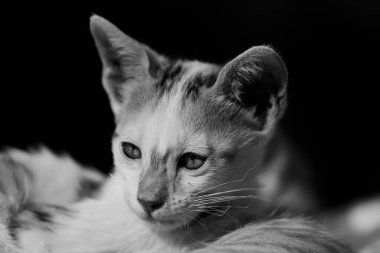 Kürklü bir kedinin tek renkli portresini gözleri açık olarak kapat.