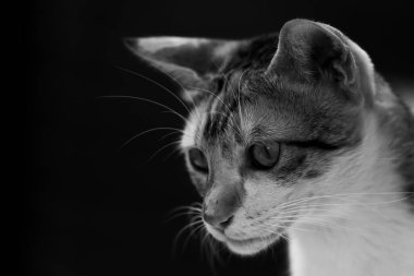 Kürklü bir kedinin tek renkli portresini gözleri açık olarak kapat.