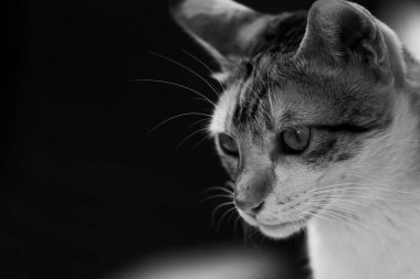 Kürklü bir kedinin tek renkli portresini gözleri açık olarak kapat.