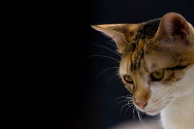 Gözleriyle bir kedinin portresini kapat ve boşluğu kopyala