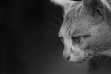 Kürklü bir kedinin tek renkli portresini gözleri açık olarak kapat.