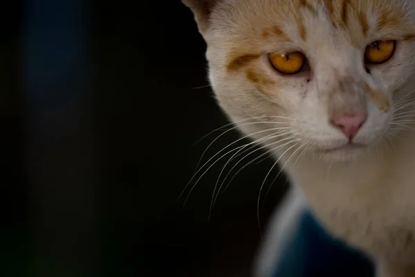 Close Retrato Gato Com Olhos Espaço Cópia — Fotografia de Stock