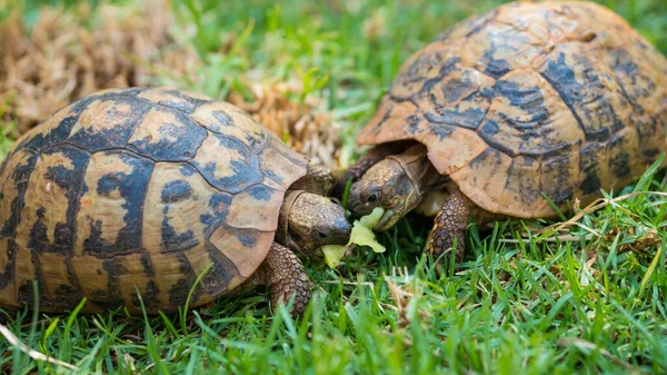 Primer Plano Dos Tortugas Comiendo Melón Hierba Verde — Foto de Stock