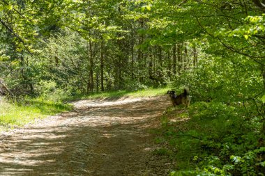 Ormandaki patikanın yakınında küçük bir köpek kameraya bakıyor..