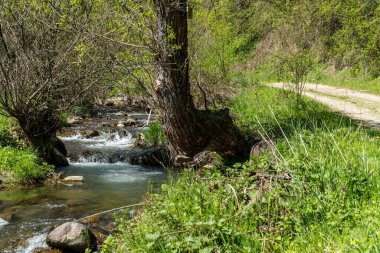 Bulgaristan 'ın Fotinovo köyü yakınlarındaki Fotinksi şelalelerine giden, Fotinska nehri boyunca uzanan orman yolu.