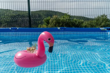 Şişirilebilir pembe flamingo havuz oyuncağının içindeki kokteyl, suyla dolu bir havuzda yüzüyor..