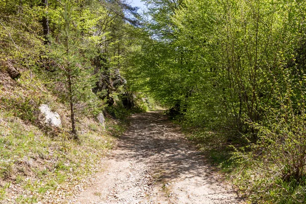 Chemin Travers Forêt Long Rivière Fotinska Direction Des Cascades Fotinksi — Photo