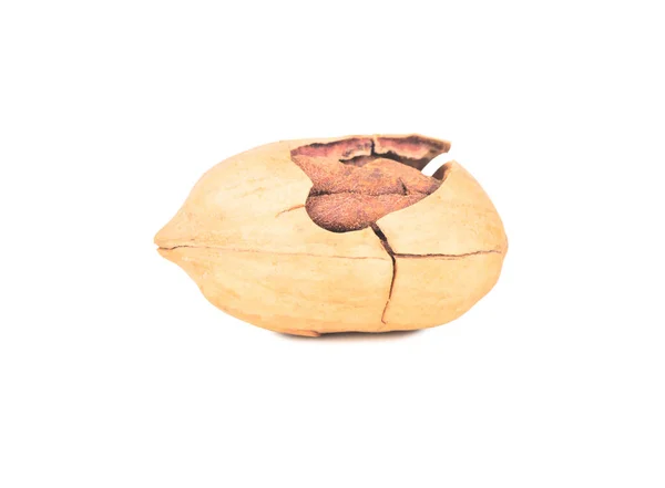 在白色背景上隔绝的破裂壳中的松果 — 图库照片